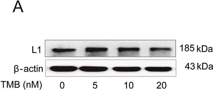 Detection of Mouse L1CAM by Western Blot