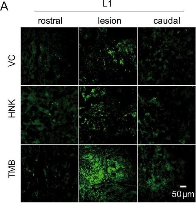 Detection of Mouse L1CAM by Immunohistochemistry
