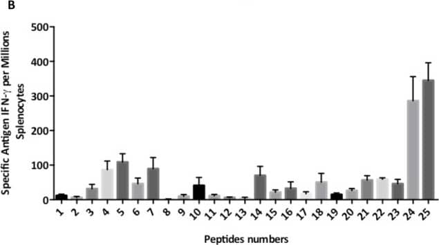 Detection of Mouse IFN-gamma by ELISA