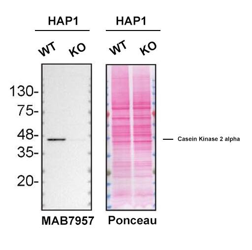 Western Blot Shows Human Casein Kinase 2 alpha Specificity Using Knockout Cell Line.