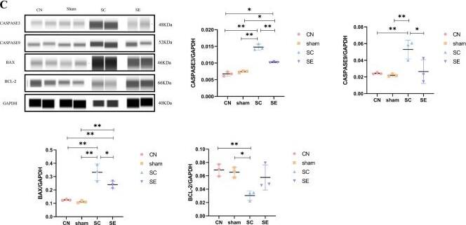 Detection of Rat Bcl-2 by Simple Western