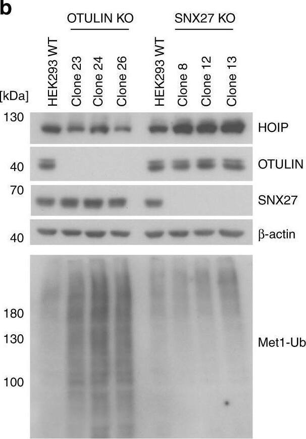 Detection of HOIP/RNF31 by Western Blot
