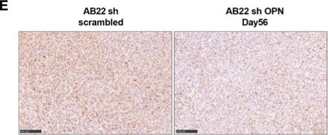 Detection of Mouse Osteopontin/OPN by Immunohistochemistry-Paraffin