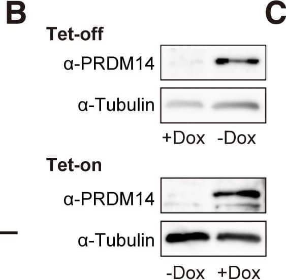 Detection of Mouse PRDM14 by Western Blot
