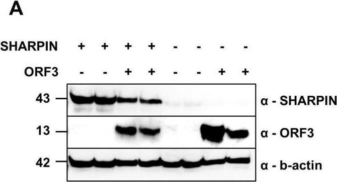 Detection of SHARPIN by Western Blot