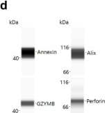 Detection of Human Perforin by Simple Western