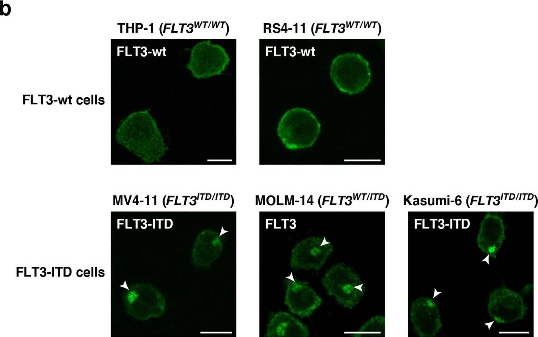 Detection of Human Flt-3/Flk-2 by Immunocytochemistry/ Immunofluorescence