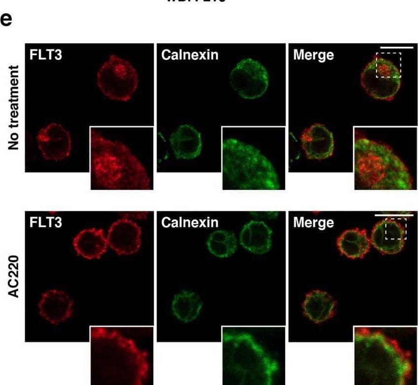 Detection of Human Flt-3/Flk-2 by Immunocytochemistry/ Immunofluorescence
