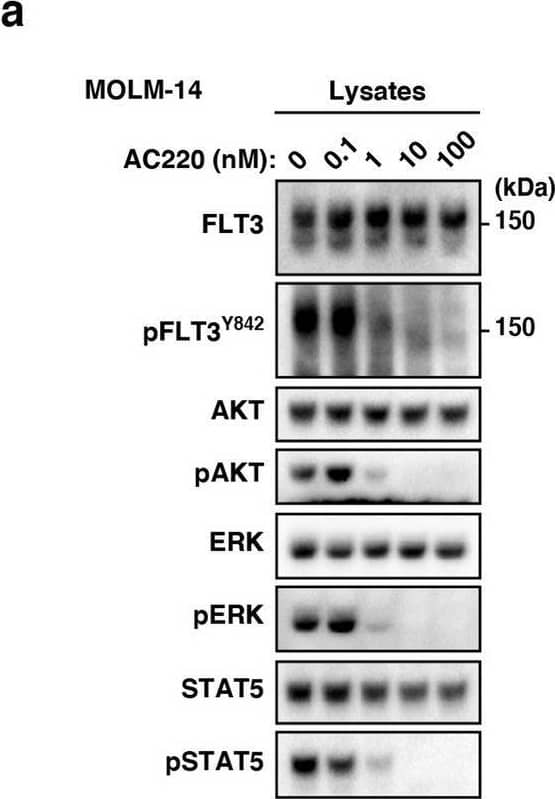 Detection of Human Flt-3/Flk-2 by Western Blot