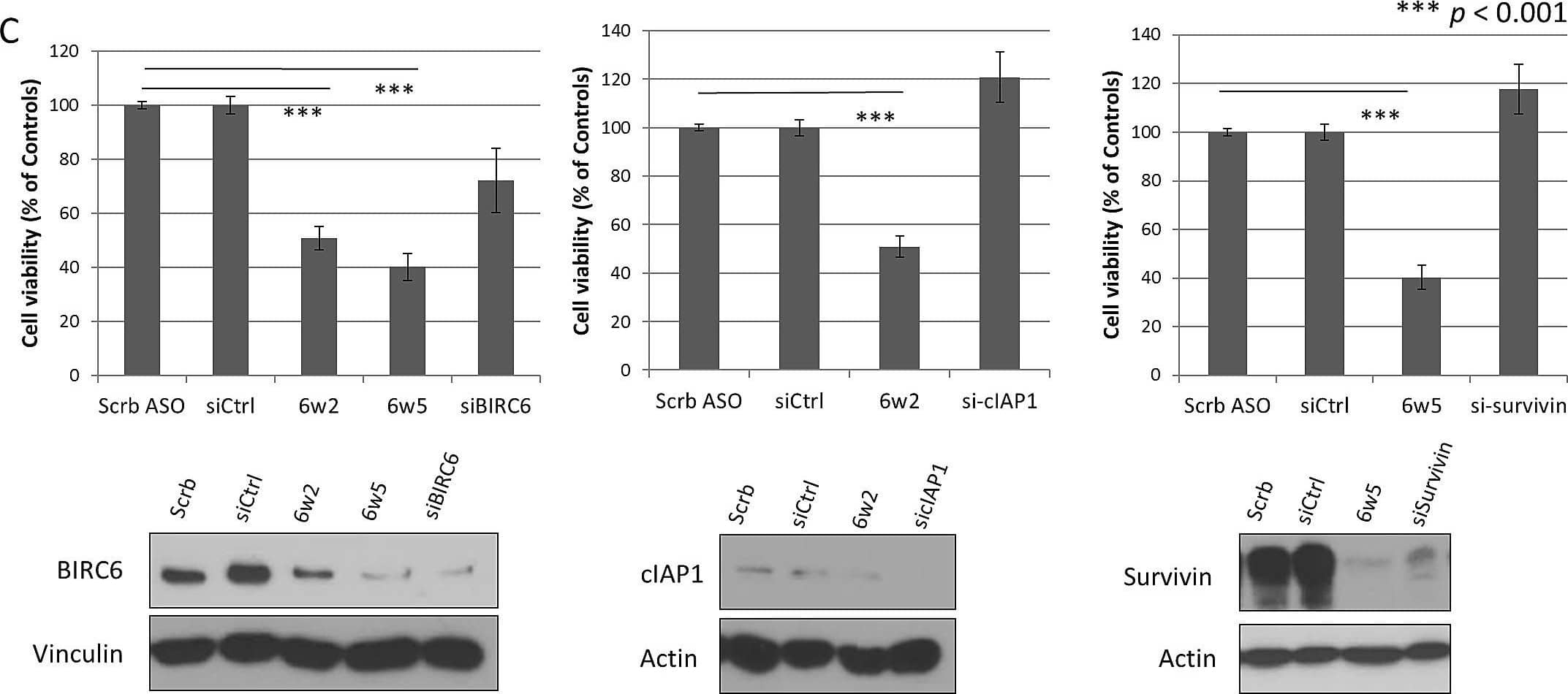 Detection of Human cIAP-1/HIAP-2 by Knockdown Validated