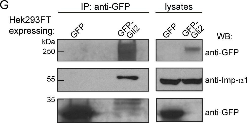 Detection of Mouse Importin beta/KPNB1 by Western Blot