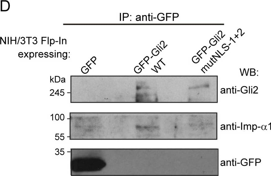 Detection of Human Importin beta/KPNB1 by Western Blot