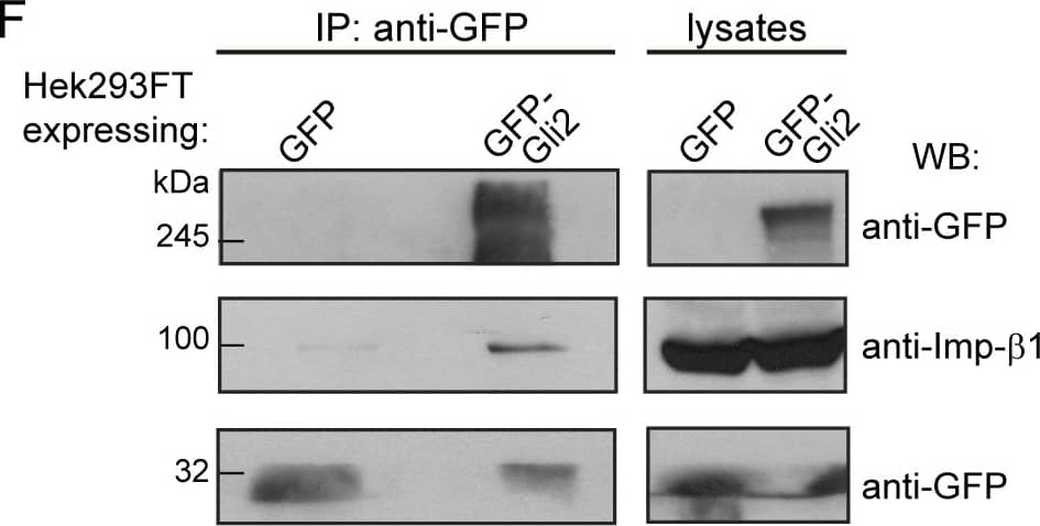 Detection of Human Importin beta/KPNB1 by Western Blot