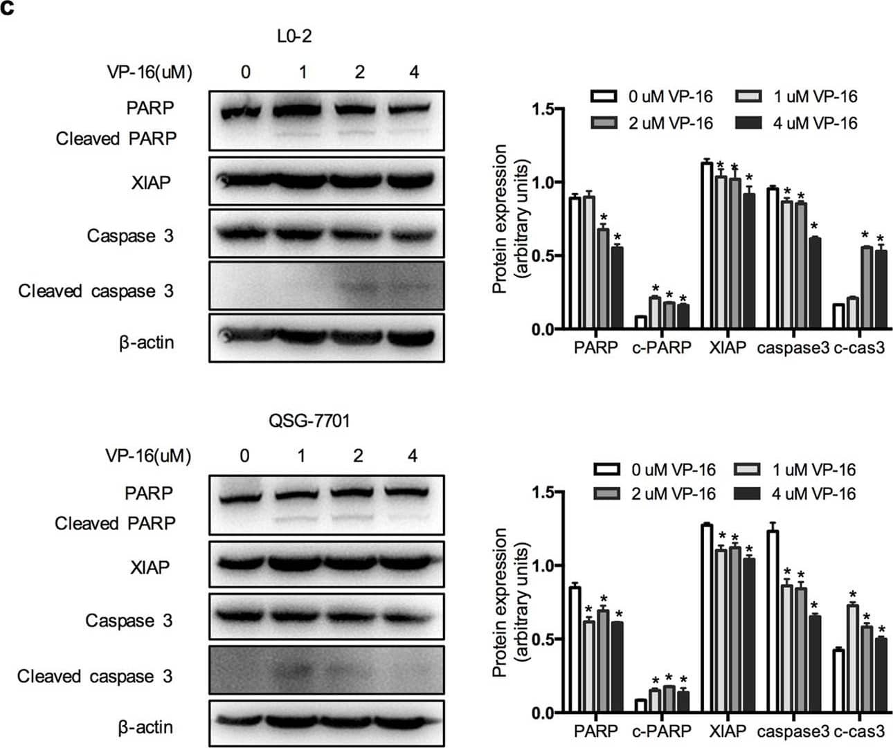 Detection of Human XIAP by Western Blot