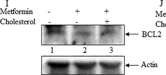 Detection of Human Bcl-2 by Western Blot