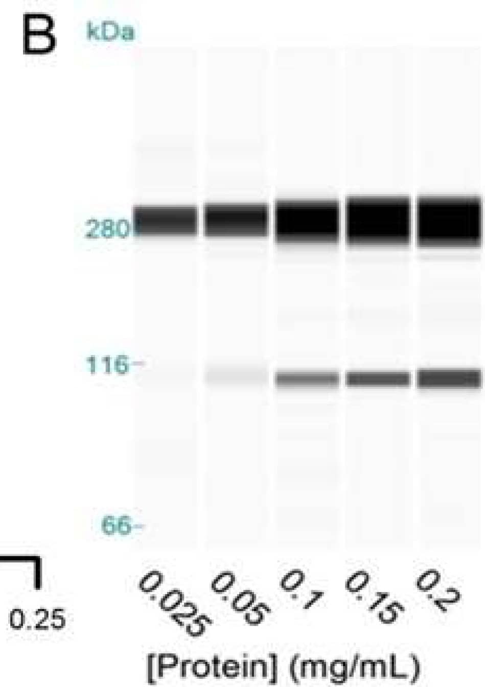 Detection of Human alpha-Actinin 1 by Simple Western