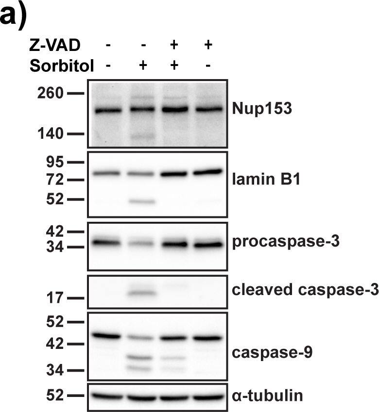 Detection of Human Caspase-9 by Western Blot