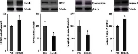 Detection of Rat Caspase-3 by Western Blot