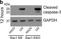 Detection of Human Caspase-3 by Western Blot