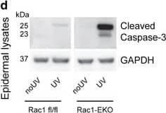 Detection of Mouse Caspase-3 by Western Blot