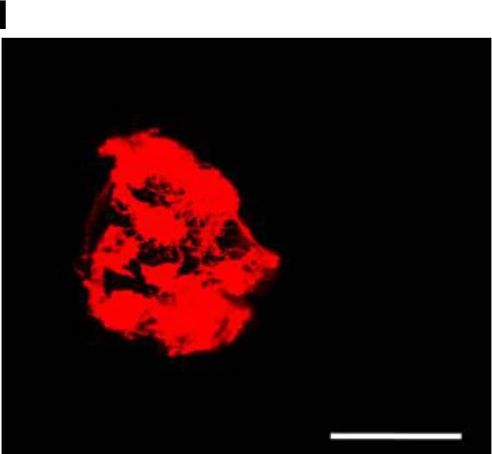 Detection of Human Caspase-3 by Immunocytochemistry/Immunofluorescence