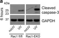 Detection of Mouse Caspase-3 by Western Blot