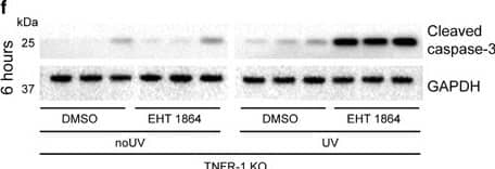 メンテナンス ryota010112 Human/Mouse Cleaved Caspase-3 (Asp175) Antibody (MAB835) by