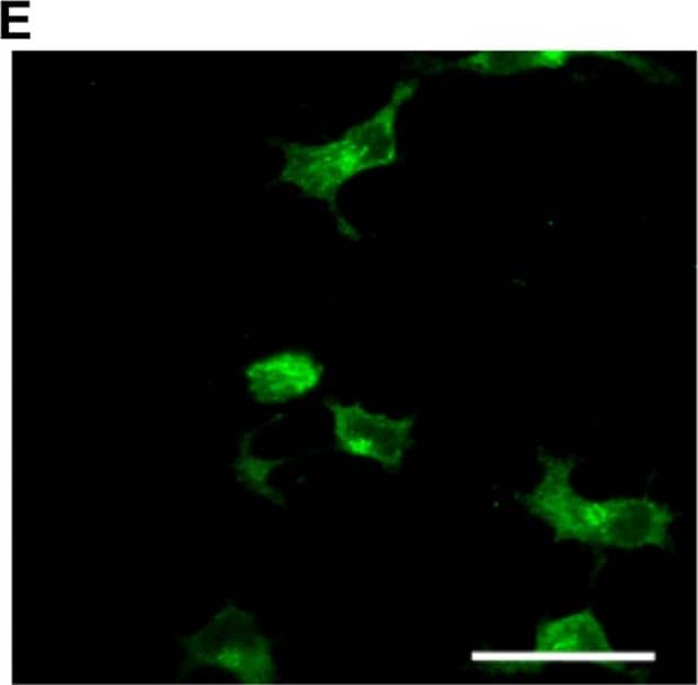 Detection of Human Caspase-3 by Immunocytochemistry/Immunofluorescence