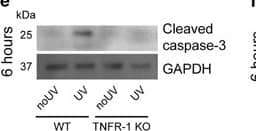 Detection of Mouse Caspase-3 by Western Blot