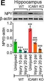 Detection of Mouse Neuropeptide Y/NPY by Western Blot