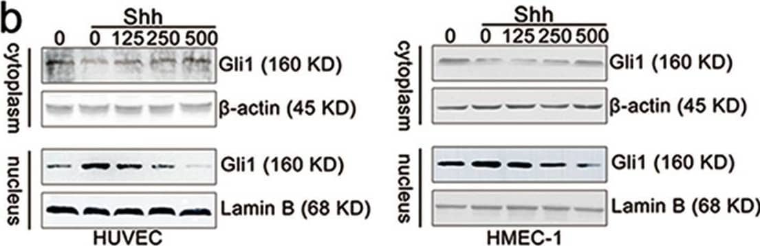 Detection of Lamin B1 by Western Blot