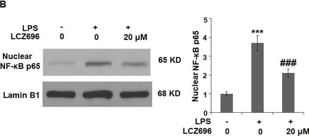 Detection of Lamin B1 by Western Blot