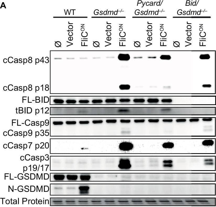 Detection of BID by Western Blot