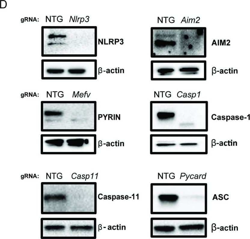 Detection of Mouse Caspase-11/Caspase-4 by Western Blot