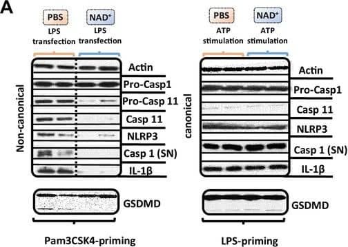 Detection of Mouse Caspase-11/Caspase-4 by Western Blot