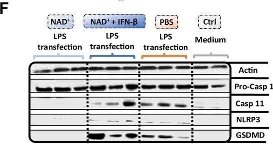 Detection of Mouse Caspase-11/Caspase-4 by Western Blot