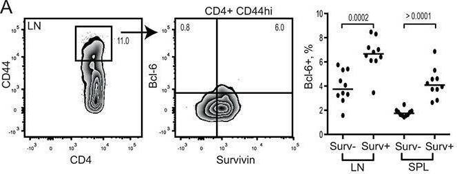 Detection of Survivin by Flow Cytometry
