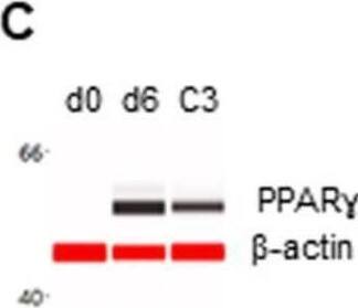 Detection of KIR3DL3/CD158z by Western Blot