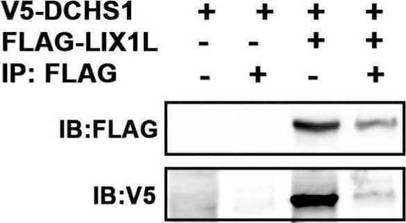 Detection of Mouse V5 Epitope Tag Antibody by Immunoprecipitation