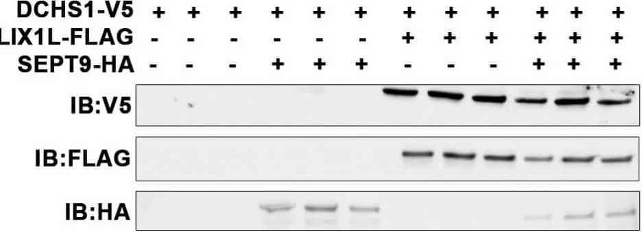 Detection of Mouse V5 Epitope Tag Antibody by Immunoprecipitation
