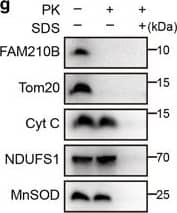 Detection of Human Cytochrome c by Western Blot