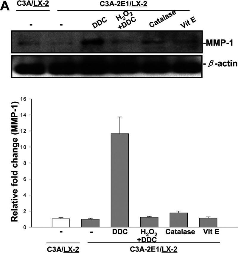 Detection of Human MMP-1 by Western Blot