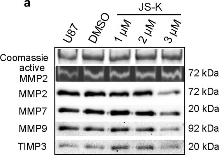 Detection of Human MMP-7 by Western Blot
