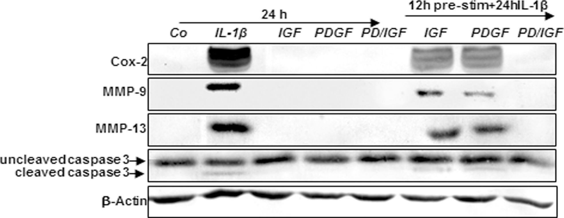 Detection of Canine MMP-9 by Western Blot