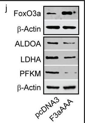 Detection of Lactate Dehydrogenase A/LDHA by Western Blot