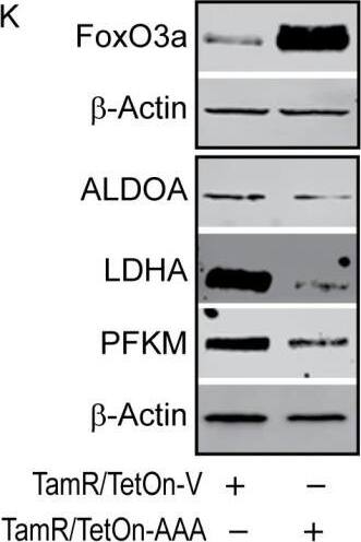 Detection of Lactate Dehydrogenase A/LDHA by Western Blot