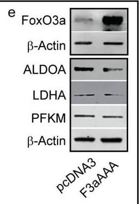 Detection of Lactate Dehydrogenase A/LDHA by Western Blot