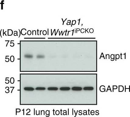 Detection of Mouse Angiopoietin-1 by Western Blot