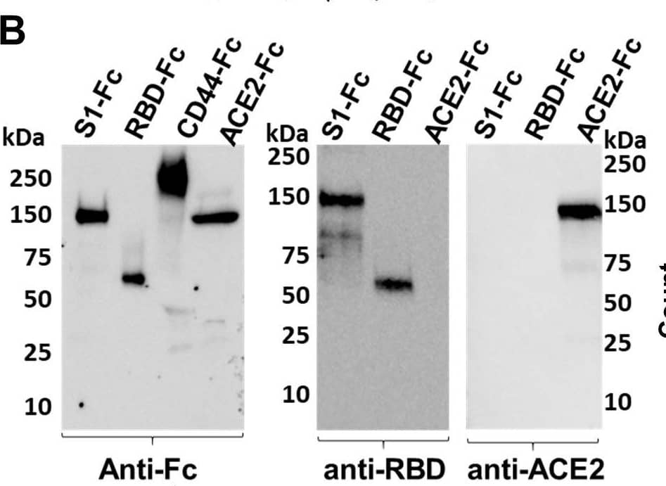 Detection of Human Human/Rat/Hamster ACE-2 Antibody by Western Blot