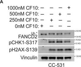 Detection of FANCD2 by Western Blot